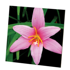 Glossy Hardboard Photo Tile